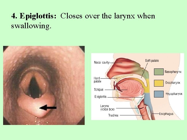 4. Epiglottis: Closes over the larynx when swallowing. 