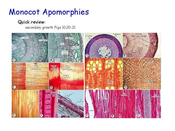 Monocot Apomorphies Quick review: secondary growth Figs 10. 20 -21 