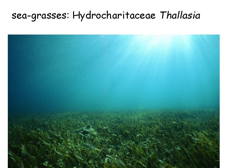 sea-grasses: Hydrocharitaceae Thallasia 