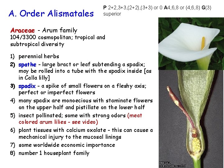 A. Order Alismatales P 2+2, 3+3, (2+2), (3+3) or 0 A 4, 6, 8