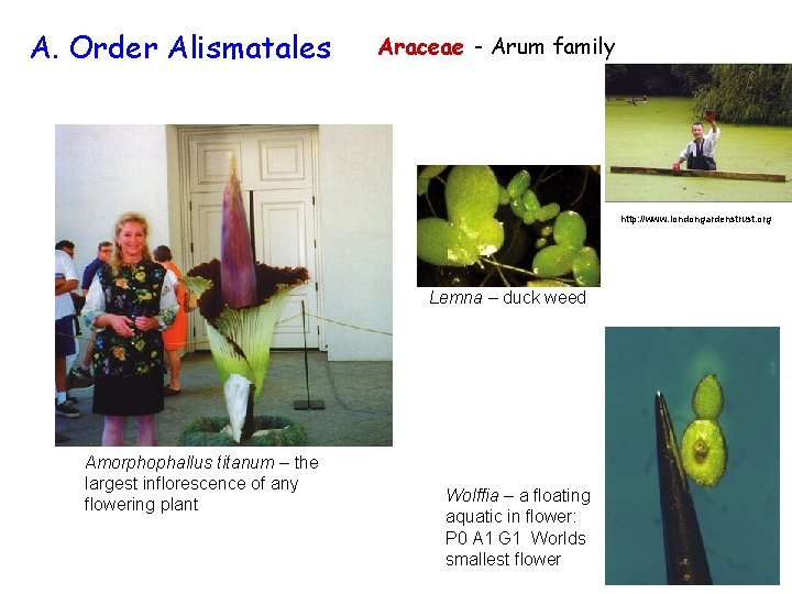 A. Order Alismatales Araceae - Arum family http: //www. londongardenstrust. org Lemna – duck