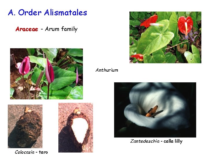 A. Order Alismatales Araceae - Arum family Anthurium Zantedeschia - calla lilly Colocasia -