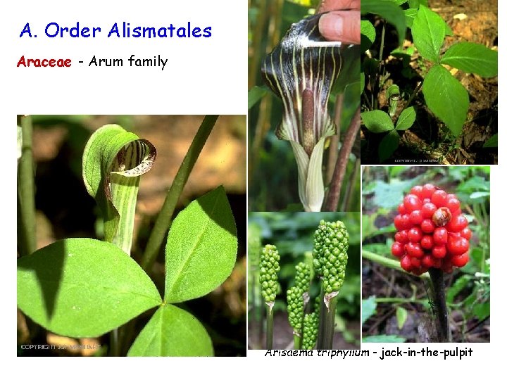 A. Order Alismatales Araceae - Arum family Arisaema triphyllum - jack-in-the-pulpit 