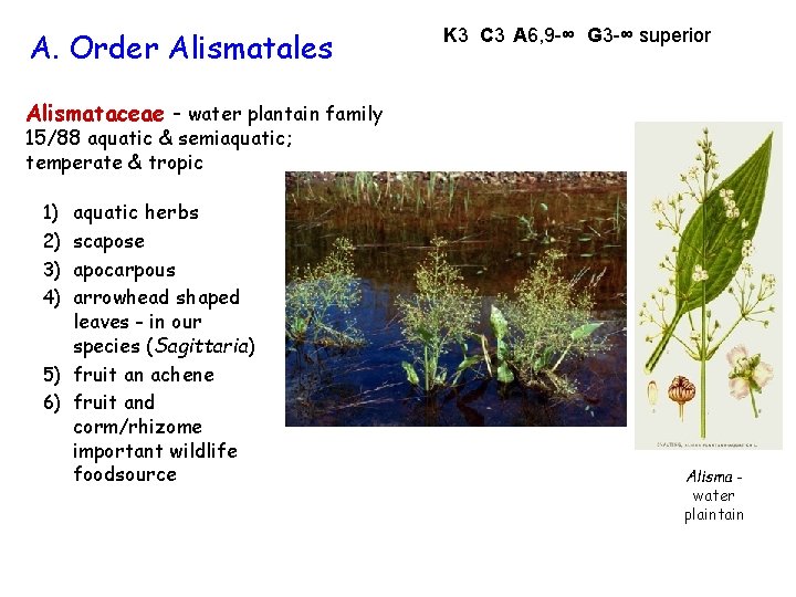 A. Order Alismatales K 3 C 3 A 6, 9 -∞ G 3 -∞