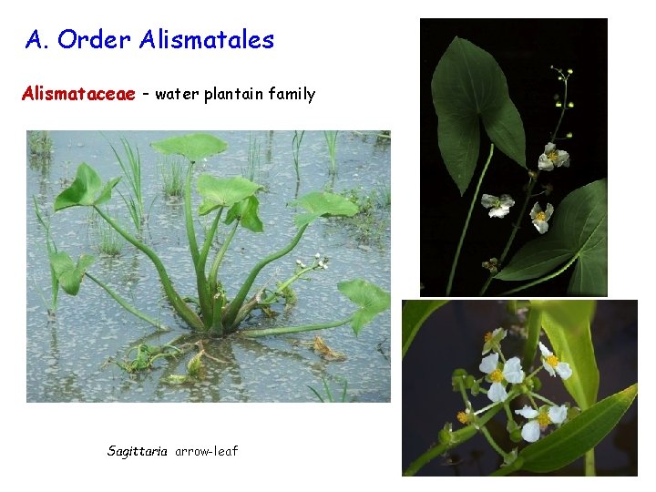 A. Order Alismatales Alismataceae - water plantain family Sagittaria arrow-leaf 
