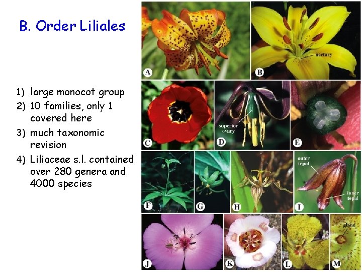 B. Order Liliales 1) large monocot group 2) 10 families, only 1 covered here