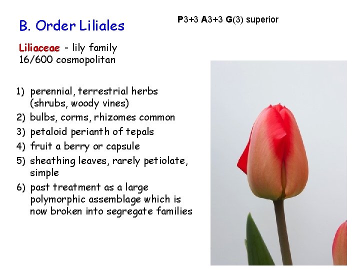 B. Order Liliales P 3+3 A 3+3 G(3) superior Liliaceae - lily family 16/600