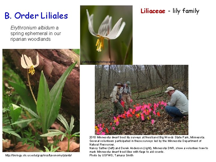 Liliaceae - lily family B. Order Liliales Erythronium albidum a spring ephemeral in our