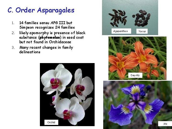 C. Order Asparagales 1. 2. 3. 14 families sensu APG III but Simpson recognizes