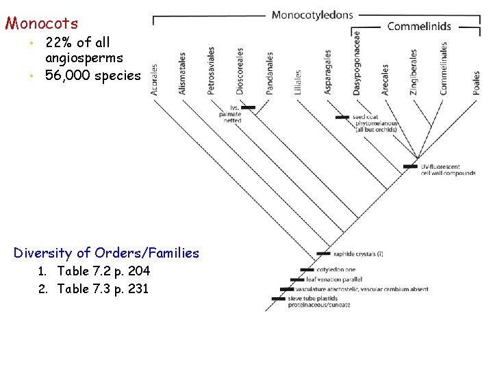 Monocots • 22% of all angiosperms • 56, 000 species Diversity of Orders/Families 1.