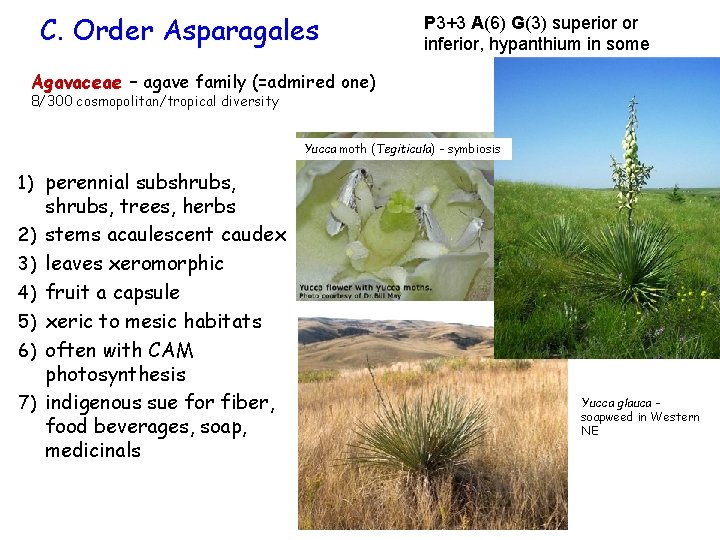 C. Order Asparagales P 3+3 A(6) G(3) superior or inferior, hypanthium in some Agavaceae