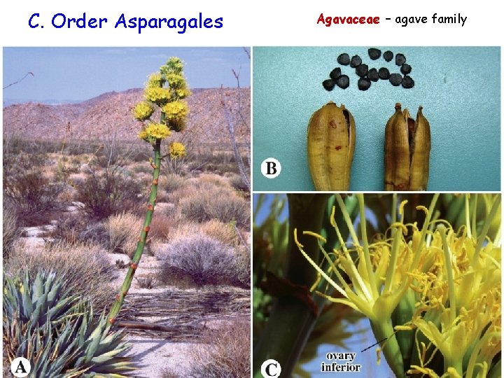 C. Order Asparagales Agavaceae – agave family 