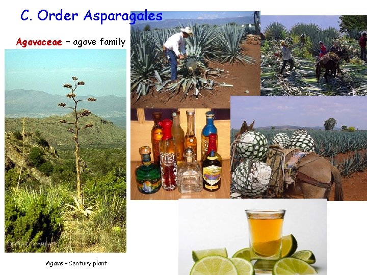 C. Order Asparagales Agavaceae – agave family Agave - Century plant 