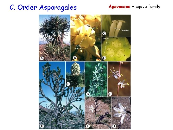 C. Order Asparagales Agavaceae – agave family 