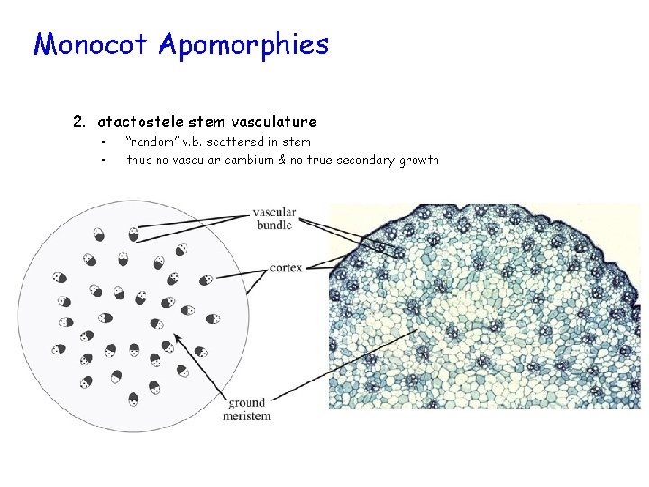 Monocot Apomorphies 2. atactostele stem vasculature • • “random” v. b. scattered in stem