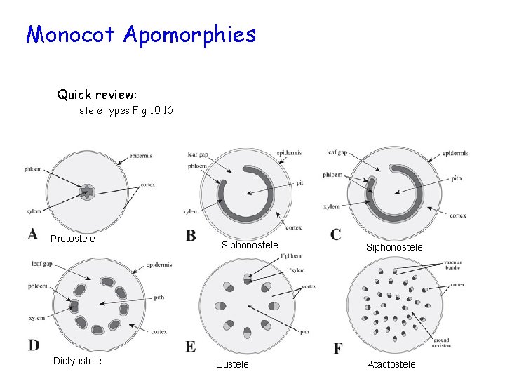 Monocot Apomorphies Quick review: stele types Fig 10. 16 Protostele Dictyostele Siphonostele Eustele Siphonostele