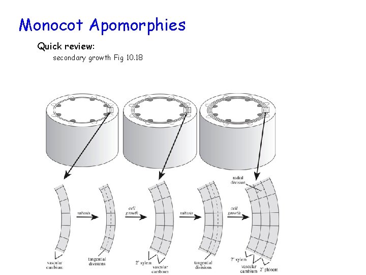 Monocot Apomorphies Quick review: secondary growth Fig 10. 18 