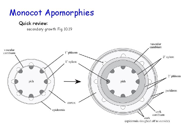 Monocot Apomorphies Quick review: secondary growth Fig 10. 19 