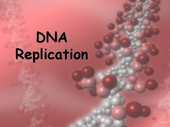 DNA Replication 13 