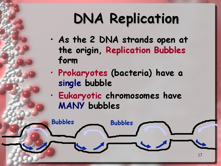 DNA Replication • As the 2 DNA strands open at the origin, Replication Bubbles