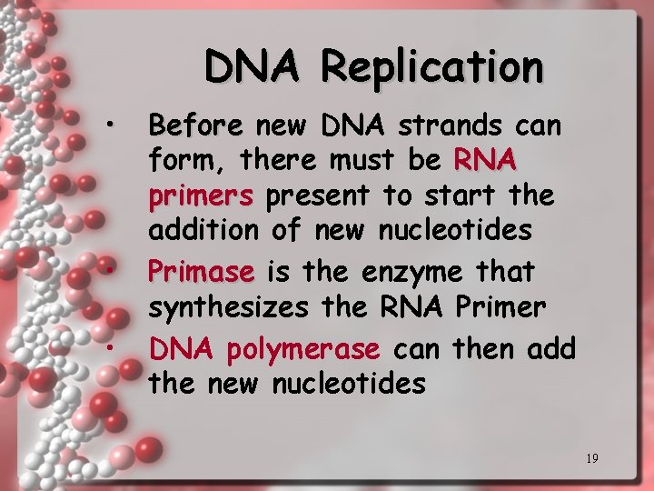 DNA Replication • • • Before new DNA strands can form, there must be