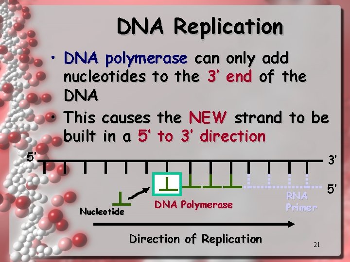 DNA Replication • DNA polymerase can only add nucleotides to the 3’ end of