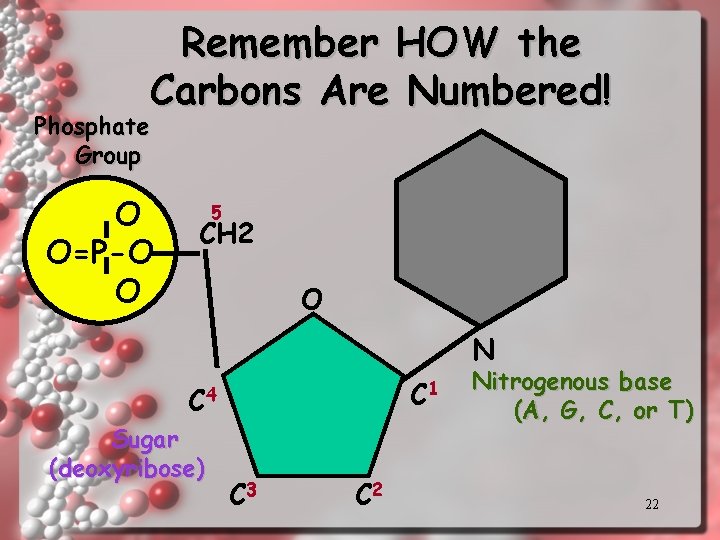 Remember HOW the Carbons Are Numbered! Phosphate Group O O=P-O O 5 CH 2