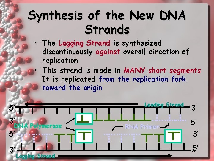 Synthesis of the New DNA Strands • The Lagging Strand is synthesized discontinuously against
