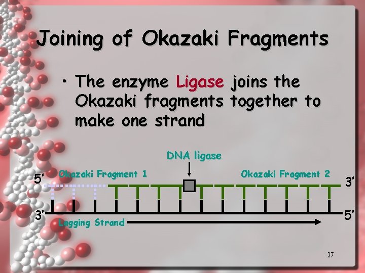 Joining of Okazaki Fragments • The enzyme Ligase joins the Okazaki fragments together to