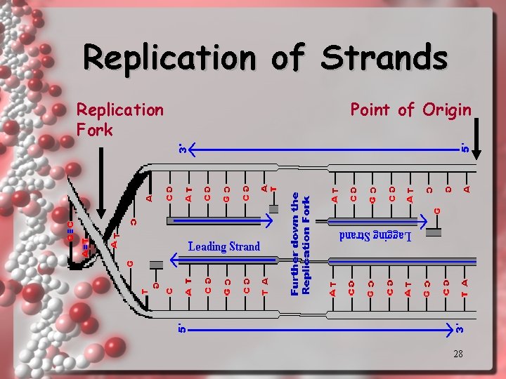 Replication of Strands Replication Fork Point of Origin 28 