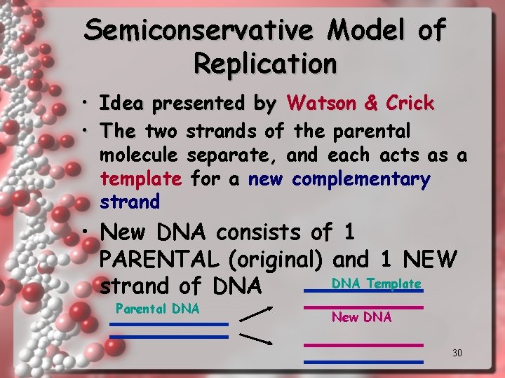 Semiconservative Model of Replication • Idea presented by Watson & Crick • The two