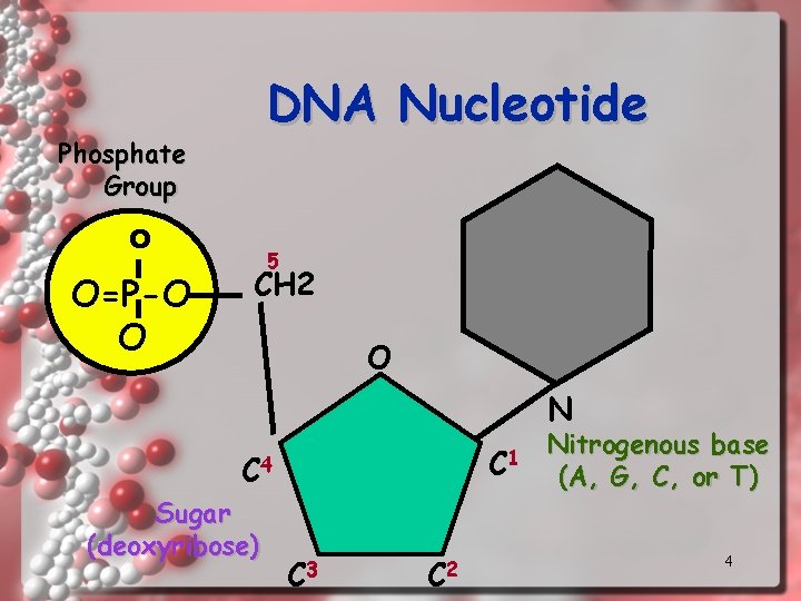 DNA Nucleotide Phosphate Group O O=P-O O 5 CH 2 O N C 1