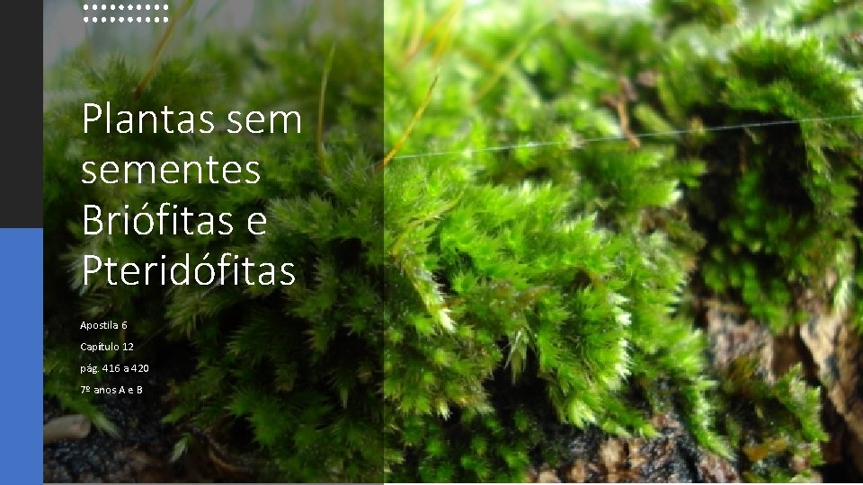 Plantas sementes Briófitas e Pteridófitas Apostila 6 Capítulo 12 pág. 416 a 420 7º