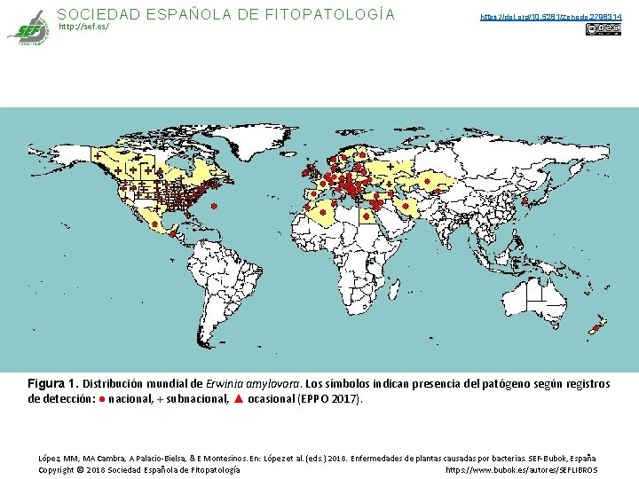 SOCIEDAD ESPAÑOLA DE FITOPATOLOGÍA http: //sef. es/ https: //doi. org/10. 5281/zenodo. 2798314 Figura 1. SOCIEDAD ESPAÑOLA DE FITOPATOLOGÍA http: //sef. es/ https: //doi. org/10. 5281/zenodo. 2798314 Figura 1.