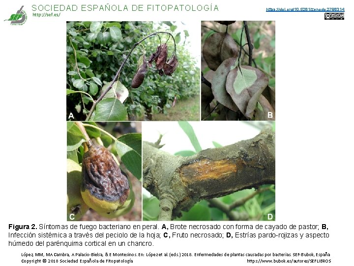SOCIEDAD ESPAÑOLA DE FITOPATOLOGÍA http: //sef. es/ https: //doi. org/10. 5281/zenodo. 2798314 Figura 2. SOCIEDAD ESPAÑOLA DE FITOPATOLOGÍA http: //sef. es/ https: //doi. org/10. 5281/zenodo. 2798314 Figura 2.