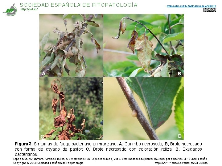 SOCIEDAD ESPAÑOLA DE FITOPATOLOGÍA http: //sef. es/ https: //doi. org/10. 5281/zenodo. 2798314 Figura 3. SOCIEDAD ESPAÑOLA DE FITOPATOLOGÍA http: //sef. es/ https: //doi. org/10. 5281/zenodo. 2798314 Figura 3.