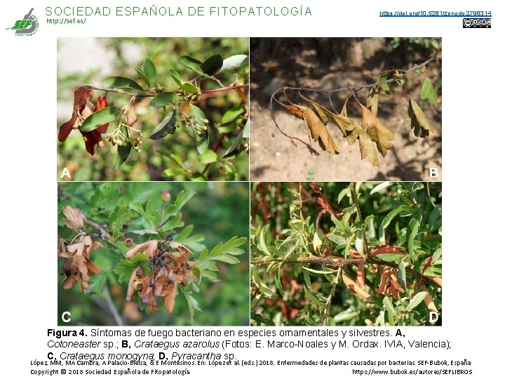 SOCIEDAD ESPAÑOLA DE FITOPATOLOGÍA http: //sef. es/ https: //doi. org/10. 5281/zenodo. 2798314 Figura 4. SOCIEDAD ESPAÑOLA DE FITOPATOLOGÍA http: //sef. es/ https: //doi. org/10. 5281/zenodo. 2798314 Figura 4.