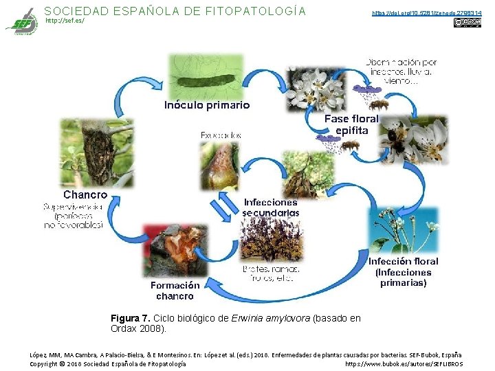 SOCIEDAD ESPAÑOLA DE FITOPATOLOGÍA http: //sef. es/ https: //doi. org/10. 5281/zenodo. 2798314 Figura 7. SOCIEDAD ESPAÑOLA DE FITOPATOLOGÍA http: //sef. es/ https: //doi. org/10. 5281/zenodo. 2798314 Figura 7.