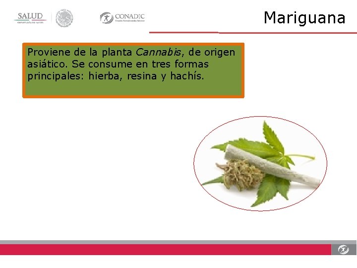 Mariguana Proviene de la planta Cannabis, de origen asiático. Se consume en tres formas