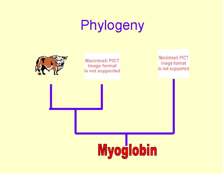 Phylogeny 