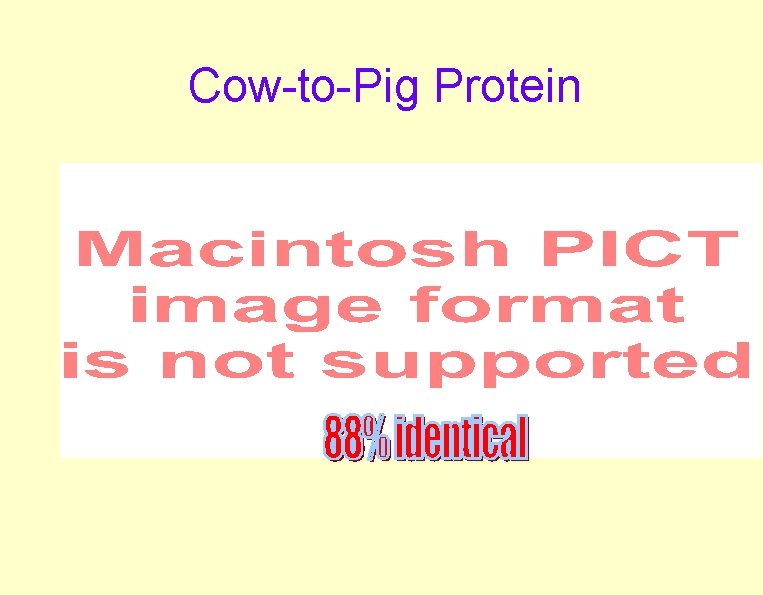 Cow-to-Pig Protein Cow-to-Pig Protein