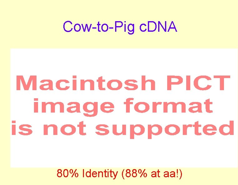 Cow-to-Pig c. DNA 80% Identity (88% at aa!) Cow-to-Pig c. DNA 80% Identity (88% at aa!)