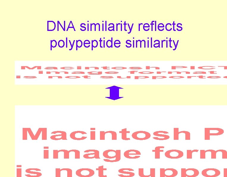 DNA similarity reflects polypeptide similarity DNA similarity reflects polypeptide similarity