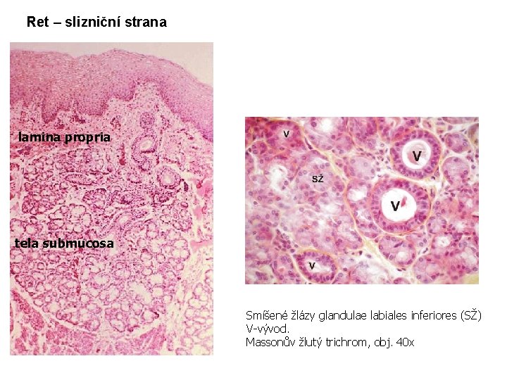 Ret – slizniční strana lamina propria tela submucosa Smíšené žlázy glandulae labiales inferiores (SŽ)