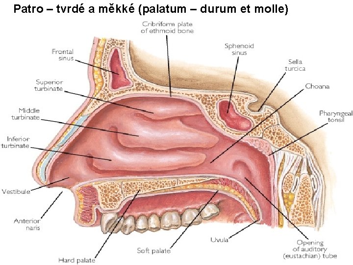 Patro – tvrdé a měkké (palatum – durum et molle) Patro – tvrdé a měkké (palatum – durum et molle)