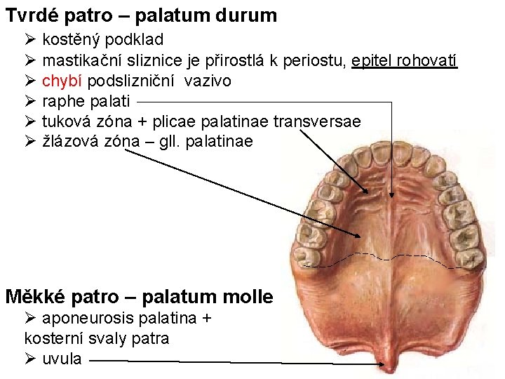 Tvrdé patro – palatum durum kostěný podklad mastikační sliznice je přirostlá k periostu, epitel