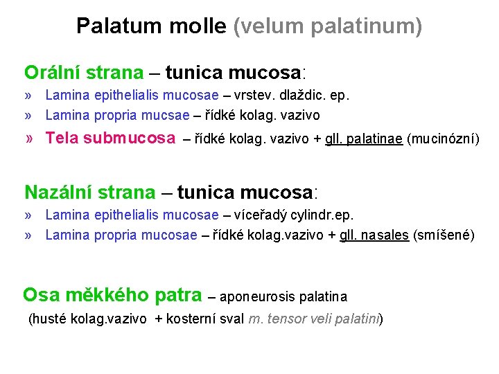 Palatum molle (velum palatinum) Orální strana – tunica mucosa: » Lamina epithelialis mucosae –