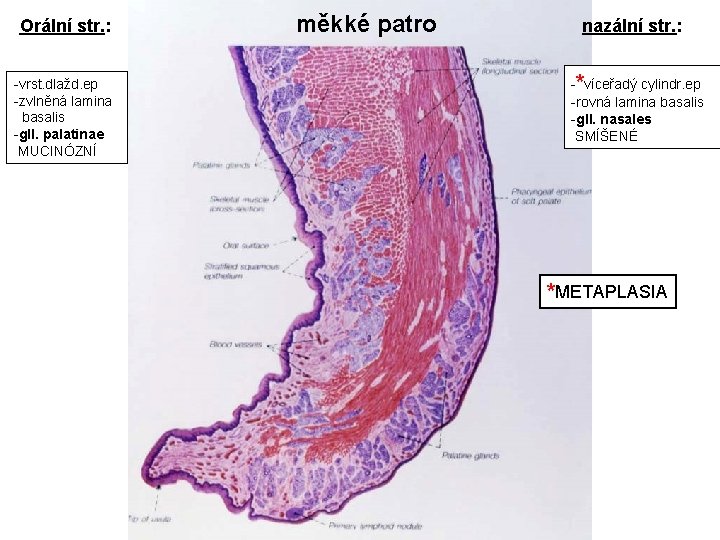 Orální str. : -vrst. dlažd. ep -zvlněná lamina basalis -gll. palatinae MUCINÓZNÍ měkké patro