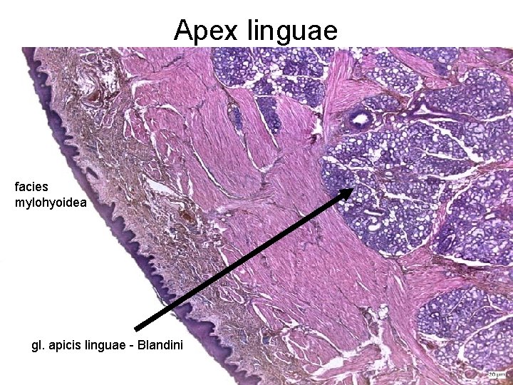 Apex linguae facies mylohyoidea gl. apicis linguae - Blandini 