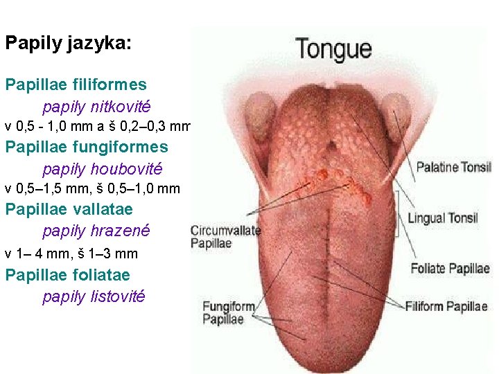 Papily jazyka: Papillae filiformes papily nitkovité v 0, 5 - 1, 0 mm a Papily jazyka: Papillae filiformes papily nitkovité v 0, 5 - 1, 0 mm a